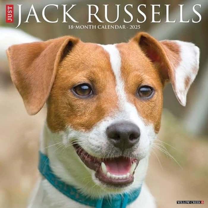 Just Jack Russells 2025 12" x 12" Wall Calendar by WILLOW CREEK - Used - Like New condition - CA$10.69