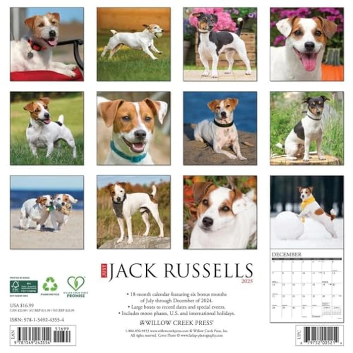 Just Jack Russells 2025 12" x 12" Wall Calendar by WILLOW CREEK - Image 2