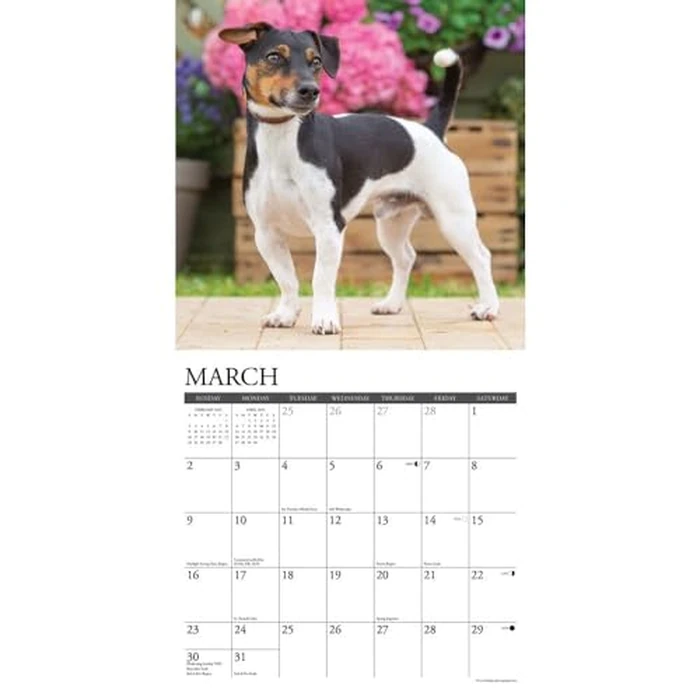 Just Jack Russells 2025 12" x 12" Wall Calendar by WILLOW CREEK - Image 3
