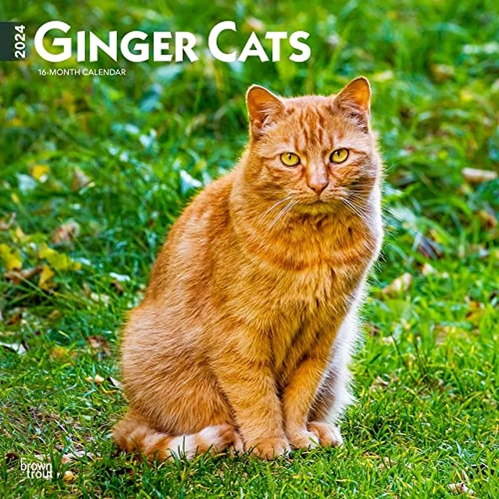 Ginger Cats | 2024 12 x 24 Inch Monthly Square Wall Calendar | BrownTrout | Animals Kittens Feline Pets by BrownTrout - Used - Like New condition