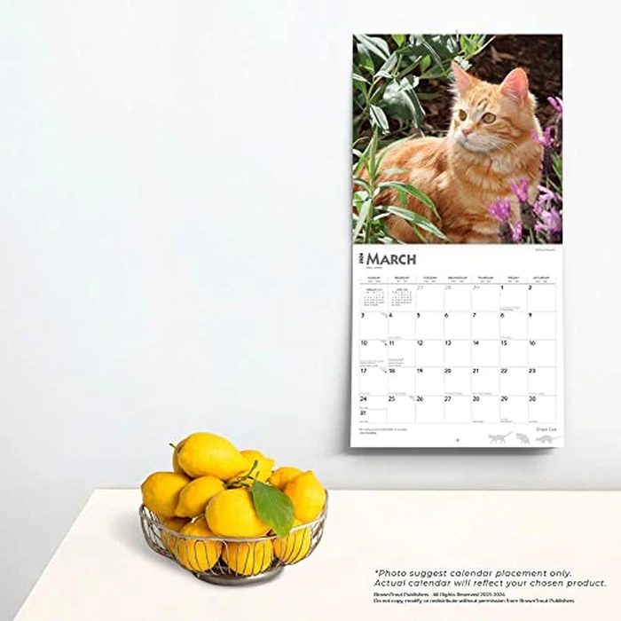 Ginger Cats | 2024 12 x 24 Inch Monthly Square Wall Calendar | BrownTrout | Animals Kittens Feline Pets by BrownTrout - Image 2
