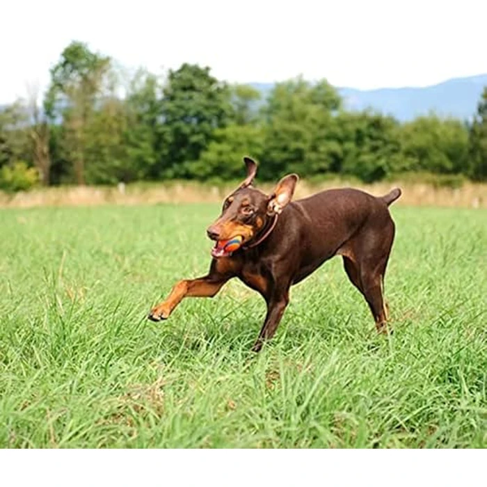 Chuckit! Ultra Ball Dog Toy with Chuckit! Cleaning Bucket, Bouncy Fetch Pet Toys For Dogs 20-60 lbs, Interactive Dog Toys, Durable Rubber, Size Medium, 2.5-inch Diameter, 8-Pack of Balls by Chuckit! - Image 7