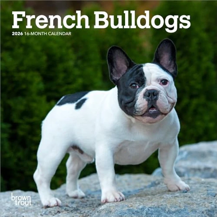 French Bulldogs | 2026 7 x 14 Inch (Hanging) Monthly Mini Wall Calendar | BrownTrout | Animals Dog Breeds by BrownTrout Publishers Ltd. - Image 1