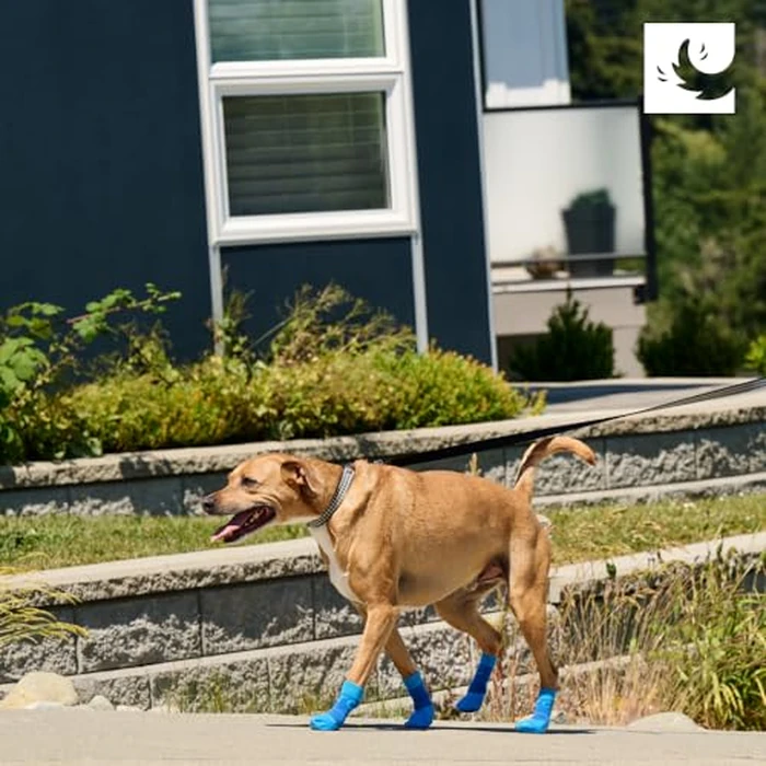 RC Pet Products Sporty PAWks Anti-Slip, Stylish, Functional, Protective Dog Socks | X-Small, Electric Blue/Cyan by RC Pet Products - Image 5
