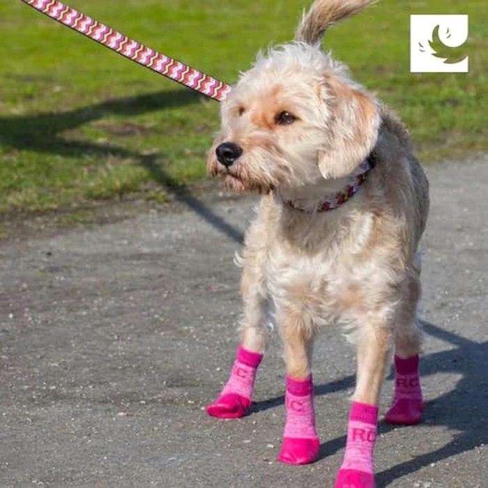 RC Pet Products Sporty PAWks Anti-Slip, Stylish, Functional, Protective Dog Socks | X-Small, Electric Blue/Cyan by RC Pet Products - Image 6