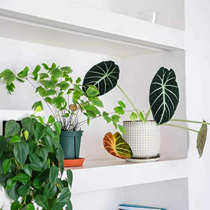 D'vine Dev 4 Inch Ceramic Beaded Stoneware Planter Pot - Flower Pot with Drainage Holes and Saucers for Indoor Succulent Plants or Flowers, Smoked White, 27-C-Z-1 by D'vine Dev - Image 2