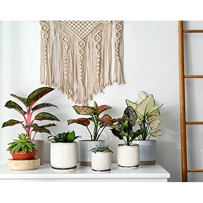 D'vine Dev 4 Inch Ceramic Beaded Stoneware Planter Pot - Flower Pot with Drainage Holes and Saucers for Indoor Succulent Plants or Flowers, Smoked White, 27-C-Z-1 by D'vine Dev - Image 7