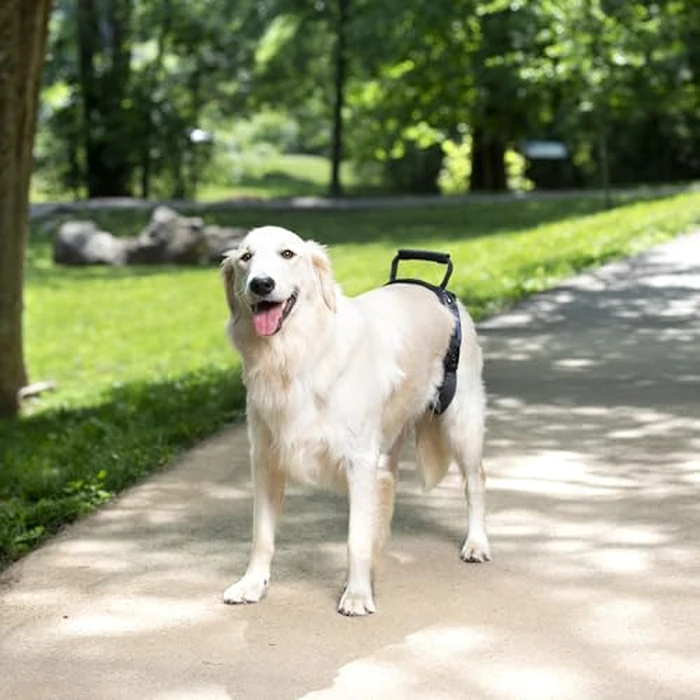 PetSafe Rear Support Harness - Lifting aid with Handle - Great for pet Mobility and Older Dogs - Comfortable, Breathable Material - Easy to Adjust - Large, CareLift by PetSafe - Image 5