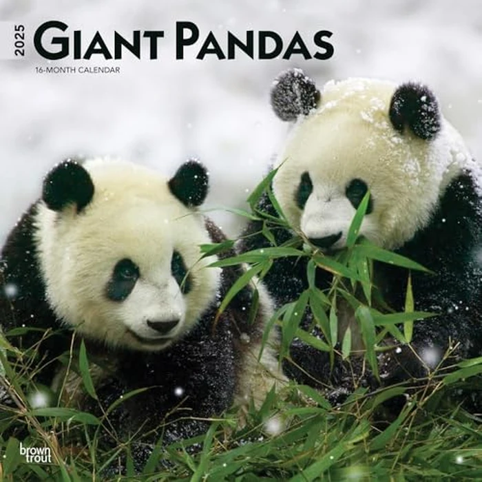 Giant Pandas | 2025 12 x 24 Inch Monthly Square Wall Calendar | BrownTrout | Wildlife Zoo Animals Bears by BrownTrout - Image 2