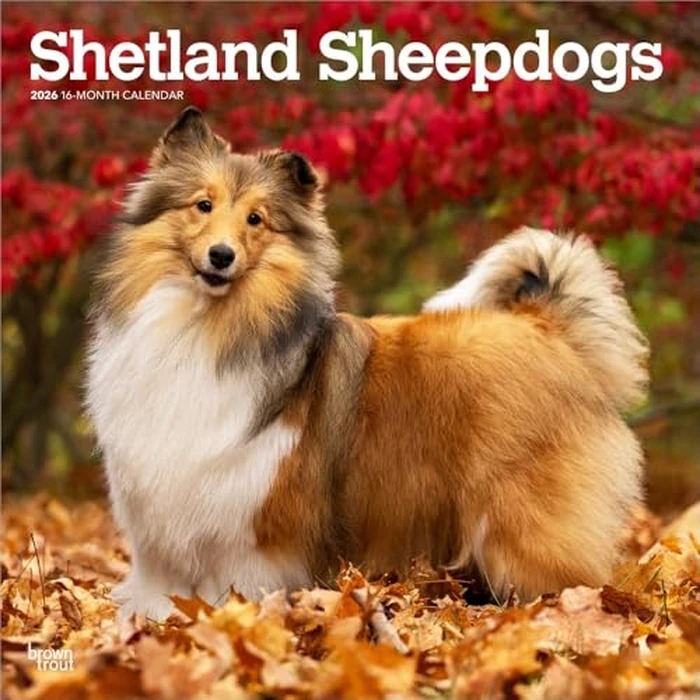 Shetland Sheepdogs | 2026 12 x 24 Inch (Hanging) Monthly Square Wall Calendar | BrownTrout | Animals Dog Breeds by BrownTrout - Used - Acceptable condition - CA$7.69