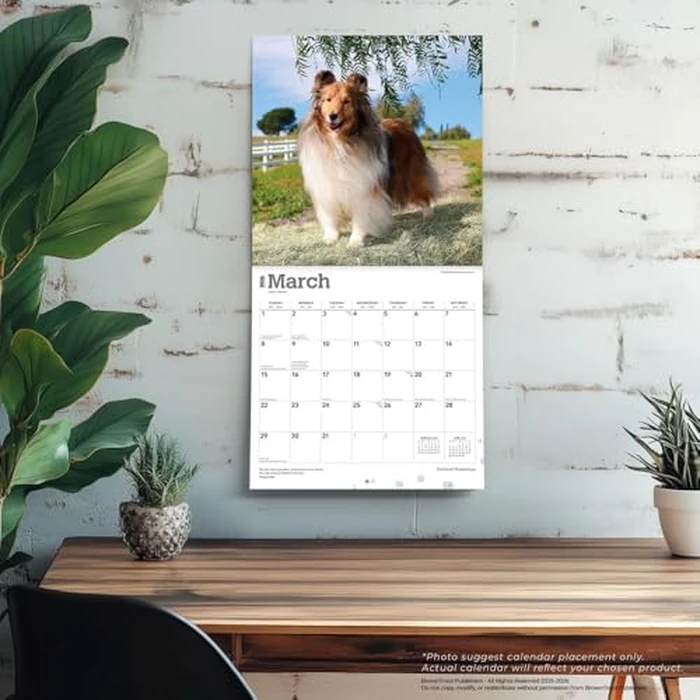 Shetland Sheepdogs | 2026 12 x 24 Inch (Hanging) Monthly Square Wall Calendar | BrownTrout | Animals Dog Breeds by BrownTrout - Image 3