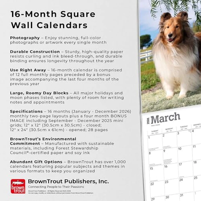 Shetland Sheepdogs | 2026 12 x 24 Inch (Hanging) Monthly Square Wall Calendar | BrownTrout | Animals Dog Breeds by BrownTrout - Image 4