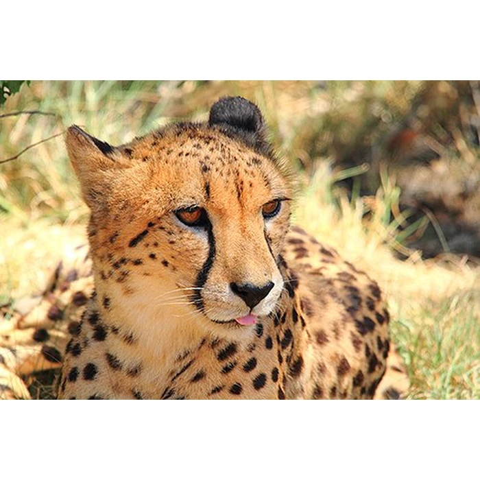 FASCINATION EARTH 3D - OUR WONDERFUL PLANET (5 Disc Box Set - Special Collector's Edition) (Blu-ray 3D & 2D Version) REGION FREE [3D Blu-ray] by 3D-MEDIA.tv - Used - Very Good condition - US$54.23