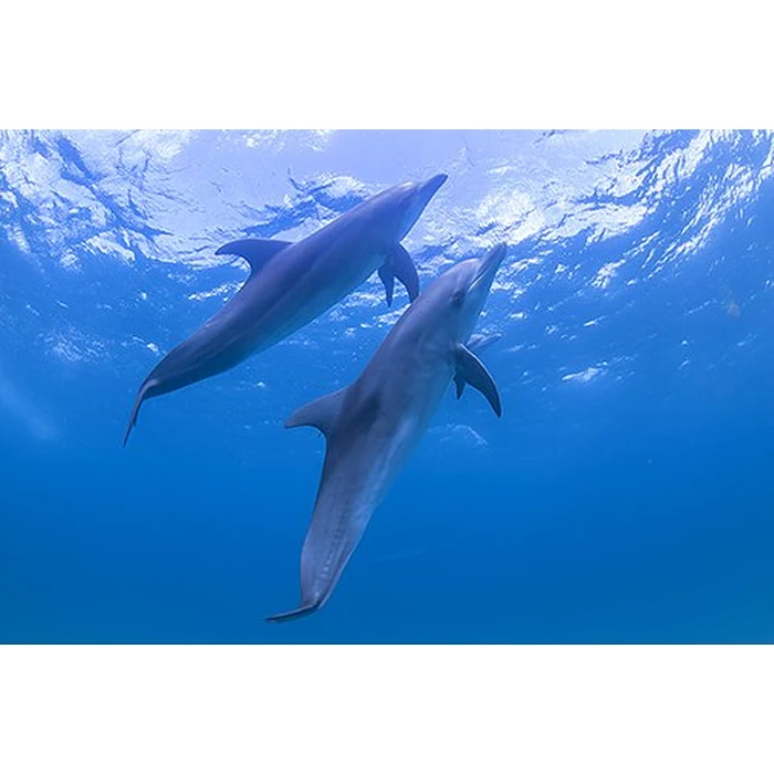 FASCINATION EARTH 3D - OUR WONDERFUL PLANET (5 Disc Box Set - Special Collector's Edition) (Blu-ray 3D & 2D Version) REGION FREE [3D Blu-ray] by 3D-MEDIA.tv - Image 4