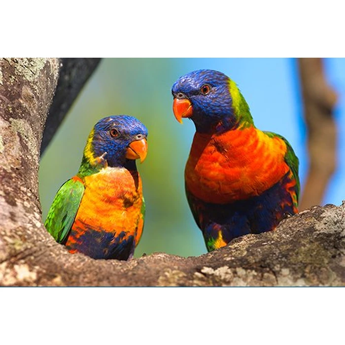 FASCINATION EARTH 3D - OUR WONDERFUL PLANET (5 Disc Box Set - Special Collector's Edition) (Blu-ray 3D & 2D Version) REGION FREE [3D Blu-ray] by 3D-MEDIA.tv - Image 5