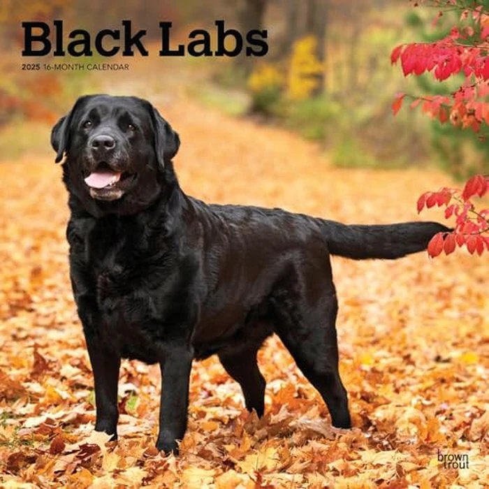 Black Labrador Retrievers | 2025 12 x 24 Inch Monthly Square Wall Calendar | BrownTrout | Animals Dog Breeds by BrownTrout - Used - Like New condition - CA$3.32