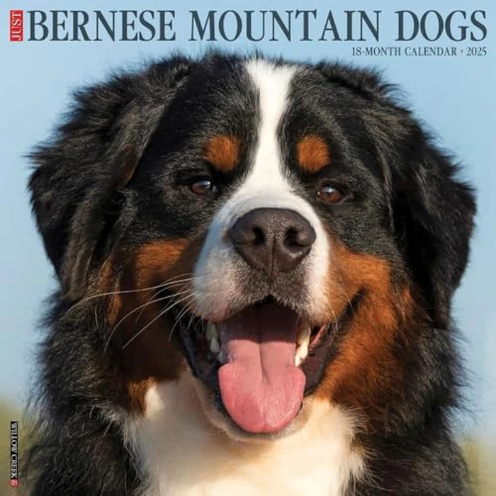 Just Bernese Mountain Dog 2025 12" x 12" Wall Calendar by WILLOW CREEK - Used - Acceptable condition - CA$11.91