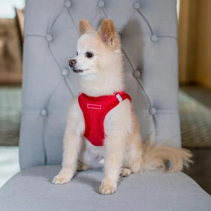 Voyager Step-in Plush Dog Harness - Soft Plush, Step in Vest Harness for Small and Medium Dogs by Best Pet Supplies - Red Corduroy, L (Chest: 18-20.5") by Best Pet Supplies - Image 8