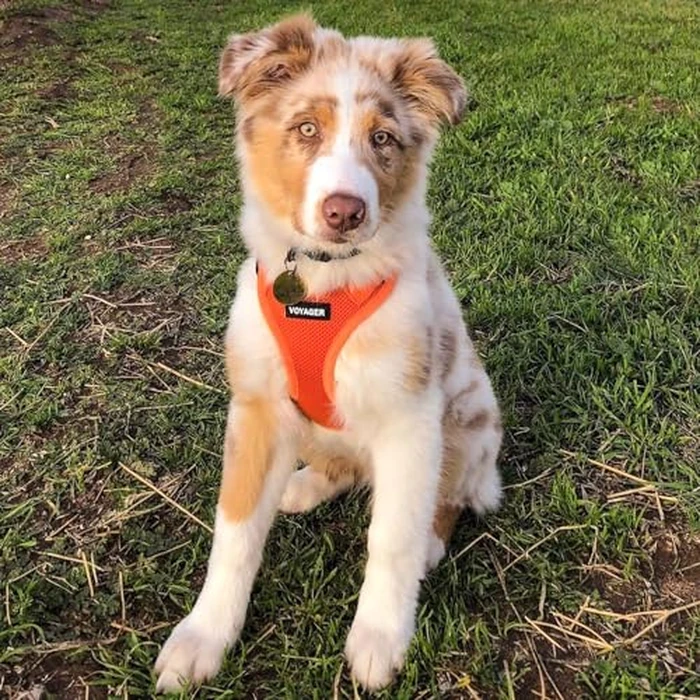 Best Pet Supplies Voyager Step-in Air Harness - All Weather Mesh, Reflective, No Pull Harness for Dogs, Cats - Secure with Hook & Loop Fastener, Buckle, Double D-Rings - Orange, L by Best Pet Supplies - Image 6