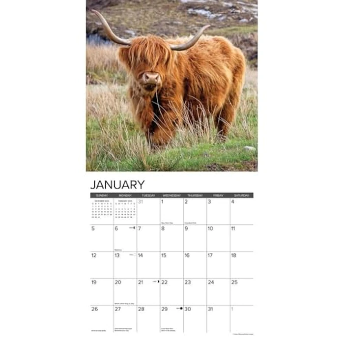 Highland Cows 2025 12" x 12" Wall Calendar by WILLOW CREEK - Image 3