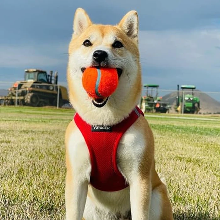 Best Pet Supplies Voyager Step-in Air Harness - All Weather Mesh, Reflective, No Pull Harness for Dogs, Cats - Secure with Hook & Loop Fastener, Buckle, Double D-Rings - Red, XL by Best Pet Supplies - Image 6