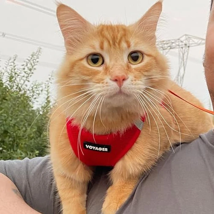 Best Pet Supplies Voyager Step-in Air Harness - All Weather Mesh, Reflective, No Pull Harness for Dogs, Cats - Secure with Hook & Loop Fastener, Buckle, Double D-Rings - Red, XL by Best Pet Supplies - Image 7