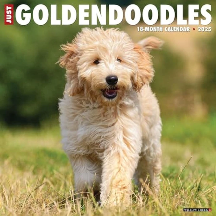 Just Goldendoodles 2025 12" x 12" Wall Calendar by WILLOW CREEK - Image 1