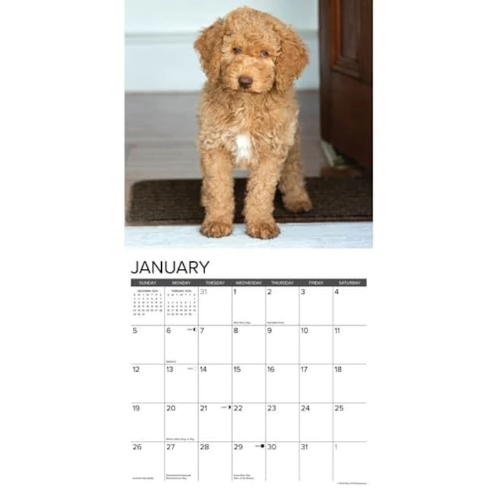Just Goldendoodles 2025 12" x 12" Wall Calendar by WILLOW CREEK - Image 3