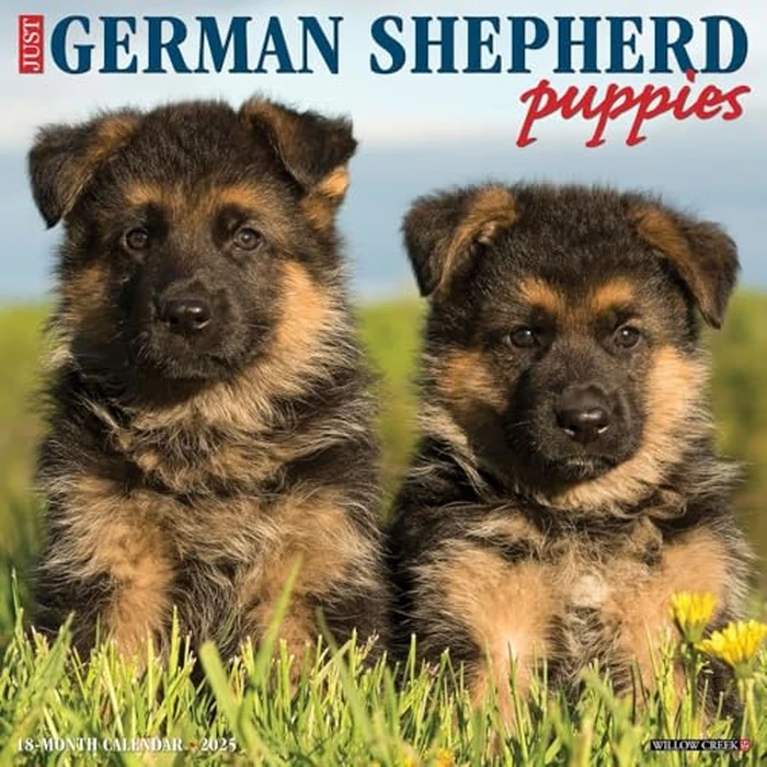 Just German Shepherd Puppies 2025 12" x 12" Wall Calendar by WILLOW CREEK - Used - Acceptable condition