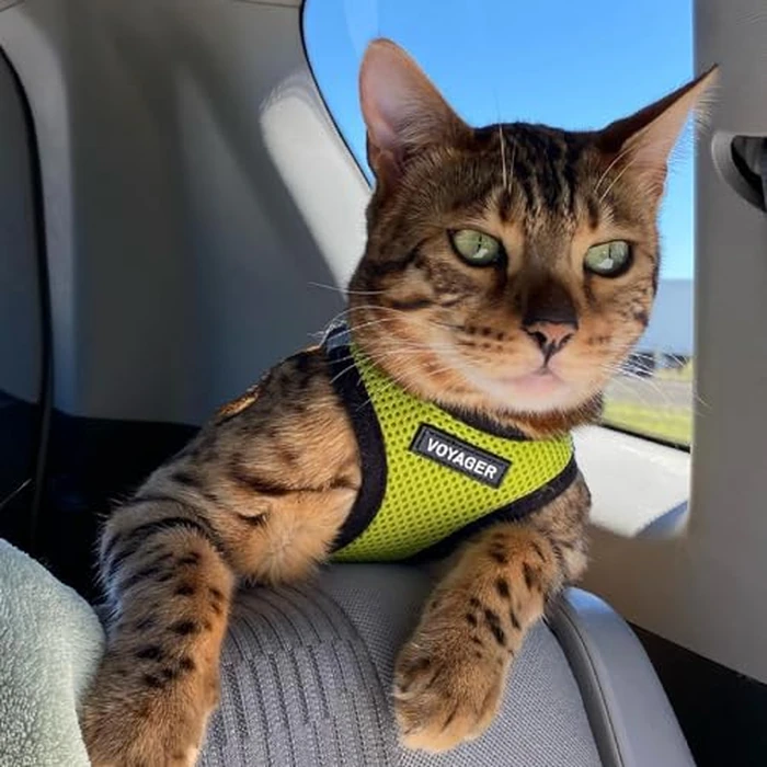 Best Pet Supplies Voyager Step-in Air Harness - All Weather Mesh, Reflective, No Pull Harness for Dogs, Cats - Secure with Hook & Loop Fastener, Buckle, Double D-Rings - Lime Green/Black Trim, XS by Best Pet Supplies - Image 7