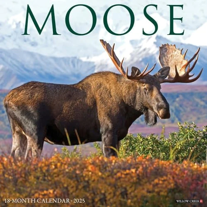 Moose 2025 12" x 12" Wall Calendar by WILLOW CREEK - Used - Like New condition - CA$11.43