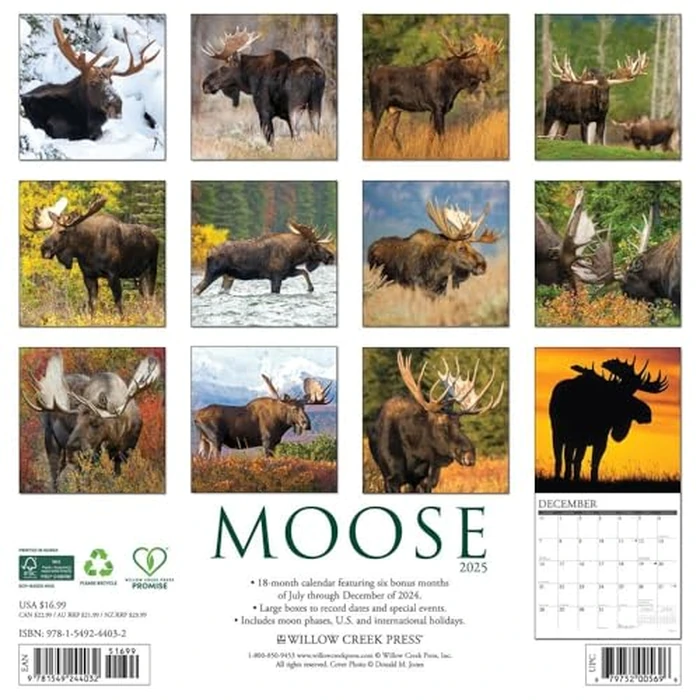Moose 2025 12" x 12" Wall Calendar by WILLOW CREEK - Image 2