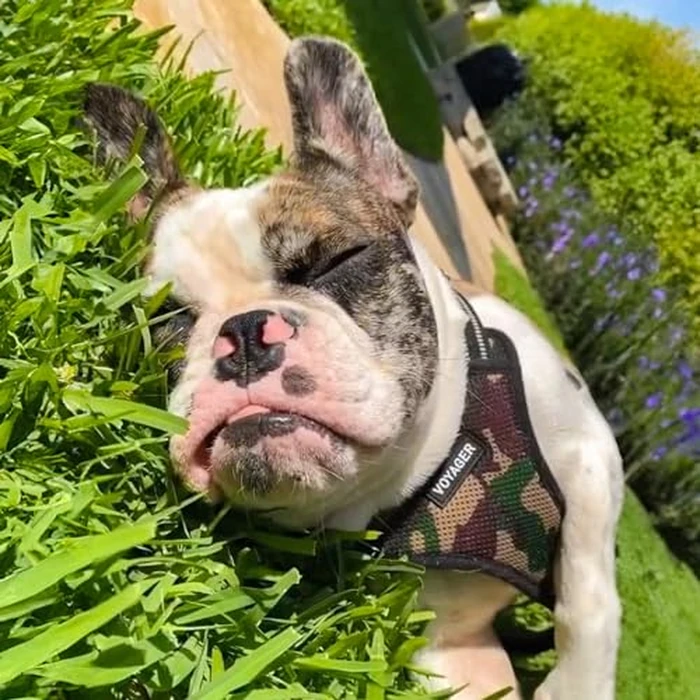 Best Pet Supplies Voyager Adjustable Step-in Flex Breathable Mesh Dog Harness for Small Medium Large Dogs (Army/Black Trim), L by Best Pet Supplies - Image 7