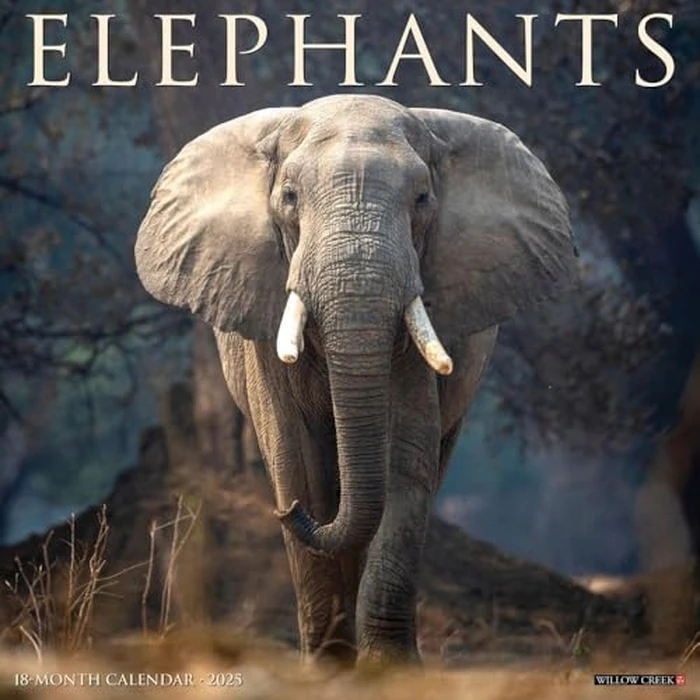 Elephants 2025 12" x 12" Wall Calendar by WILLOW CREEK - Image 2