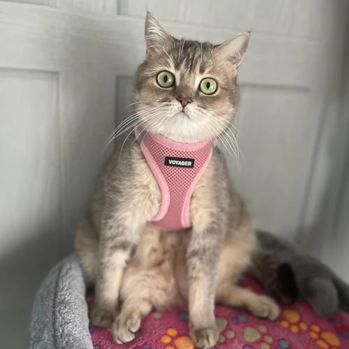 Best Pet Supplies Voyager Step-in Air Harness - All Weather Mesh, Reflective, No Pull Harness for Dogs, Cats - Secure with Hook & Loop Fastener, Buckle, Double D-Rings - Pink, M by Best Pet Supplies - Image 7