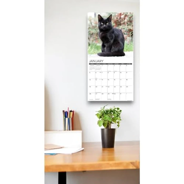 Just Black Cats 2025 12" x 12" Wall Calendar by WILLOW CREEK - Image 5