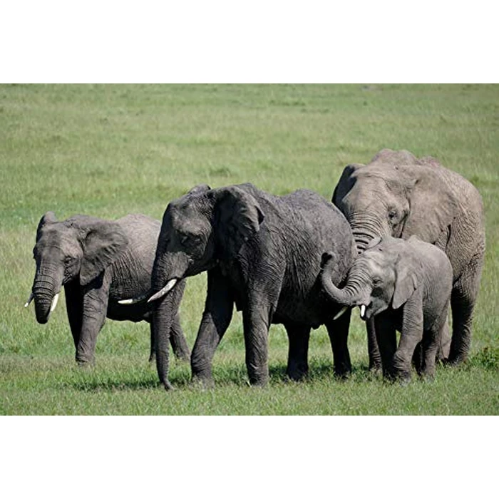 Sony E 70-350mm f/4.5-6.3 G OSS Lens by Sony - Image 7