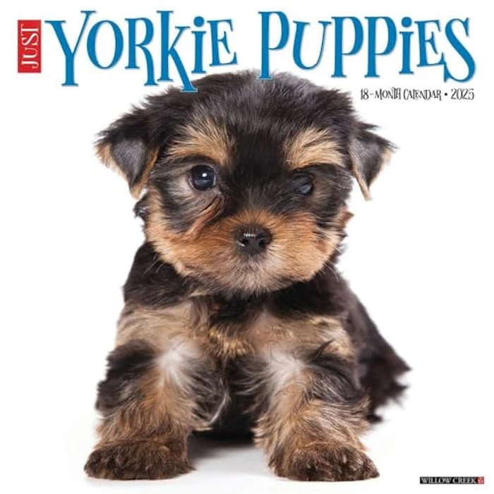 Just Yorkie Puppies 2025 12" x 12" Wall Calendar by WILLOW CREEK - Image 1
