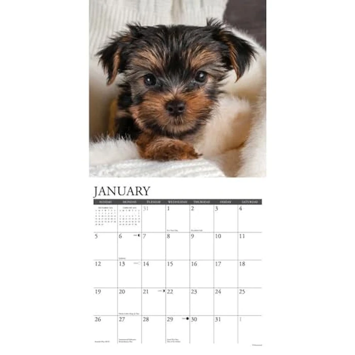 Just Yorkie Puppies 2025 12" x 12" Wall Calendar by WILLOW CREEK - Image 4