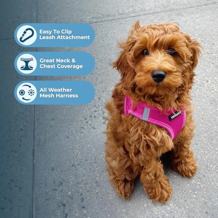 Best Pet Supplies Voyager Step-in Air Harness - All Weather Mesh, Reflective, No Pull Harness for Dogs, Cats - Secure with Hook & Loop Fastener, Buckle, Double D-Rings - Fuchsia, XS by Best Pet Supplies - Image 3