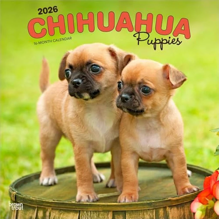 Chihuahua Puppies | 2026 12 x 24 Inch (Hanging) Monthly Square Wall Calendar | BrownTrout | Animals Small Dog Breeds by BrownTrout Publishers Ltd. - Used - Like New condition - CA$3.63