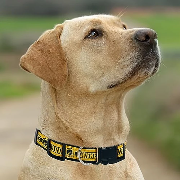 Pets First Collegiate PET Collar New Version Iowa Hawkeyes Dog Collar, Size Small. Best Sports Team Color for Dogs & Cats. A Shiny & Colorful Dog & Cat Collar Licensed by The NCAA by Pets First - Image 5