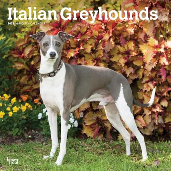Italian Greyhounds | 2025 12 x 24 Inch Monthly Square Wall Calendar | BrownTrout | Animals Dog Breeds by BrownTrout - Used - Like New condition - CA$5.25
