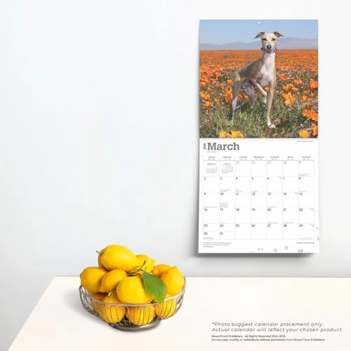 Italian Greyhounds | 2025 12 x 24 Inch Monthly Square Wall Calendar | BrownTrout | Animals Dog Breeds by BrownTrout - Image 2
