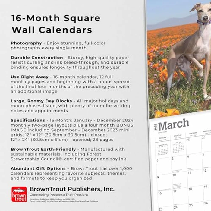 Italian Greyhounds | 2025 12 x 24 Inch Monthly Square Wall Calendar | BrownTrout | Animals Dog Breeds by BrownTrout - Image 3