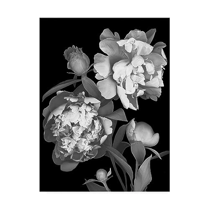 Susan S. Barmon 'Peony Black And White' Canvas Art by Trademark Fine Art - Used - Like New condition