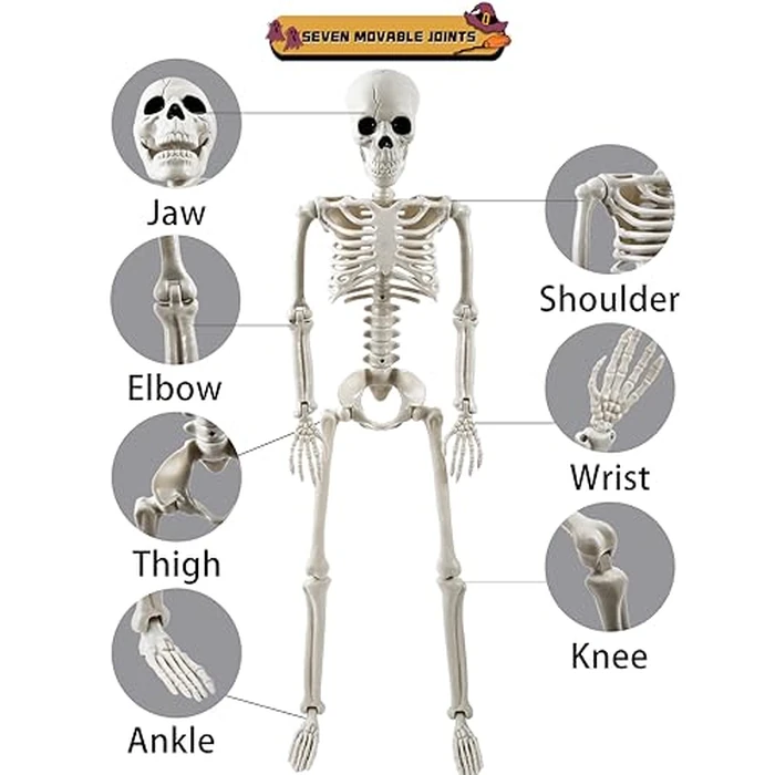 Halloween Decorations Outdoor, 2 Pack 36" Life Size Posable Human Skeleton Decor - Indoor Halloween Decor for Graveyard, Haunted House, Yard, Patio, Lawn, Garden & Spooky Party Props by tkgpe - Image 2