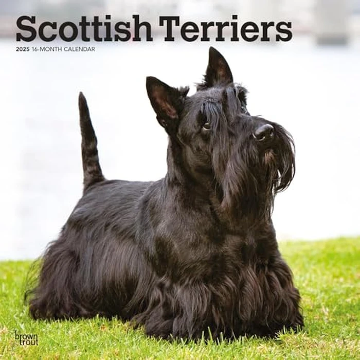 Scottish Terriers | 2025 12 x 24 Inch Monthly Square Wall Calendar | BrownTrout | Animals Small Scottie by BrownTrout - Image 1