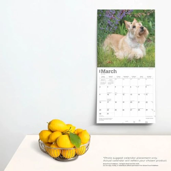 Scottish Terriers | 2025 12 x 24 Inch Monthly Square Wall Calendar | BrownTrout | Animals Small Scottie by BrownTrout - Image 2