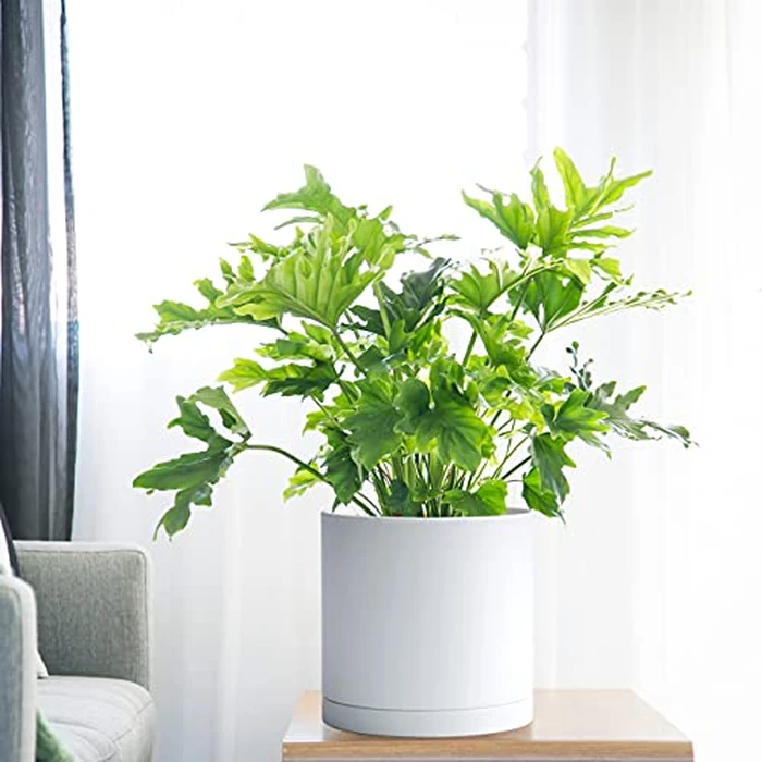 D'vine Dev 10 Inch Plastic Planter Pots for Plant Pot with Drainage Hole and Seamless Saucers, White Color, 74-X-A-2 by D'vine Dev - Image 4